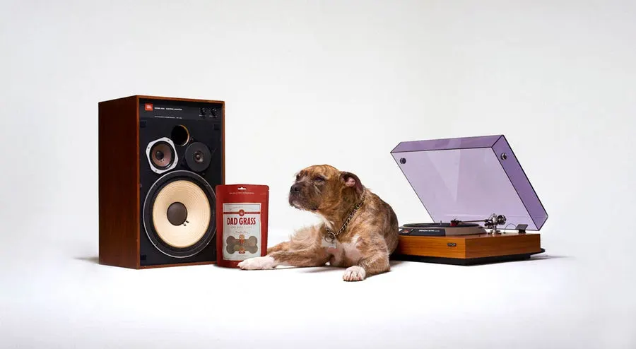 Dog sitting near record player and dog treats