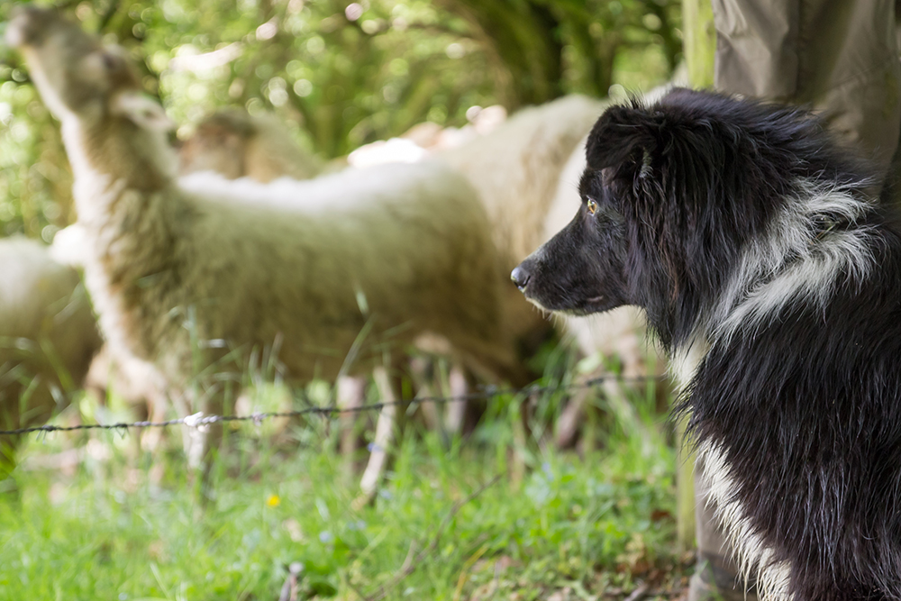 Encouraging natural dog behaviors