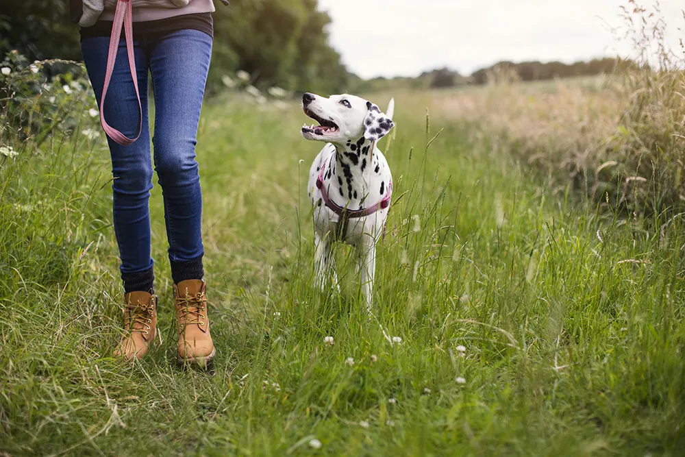 5 facts about Lyme disease and dogs