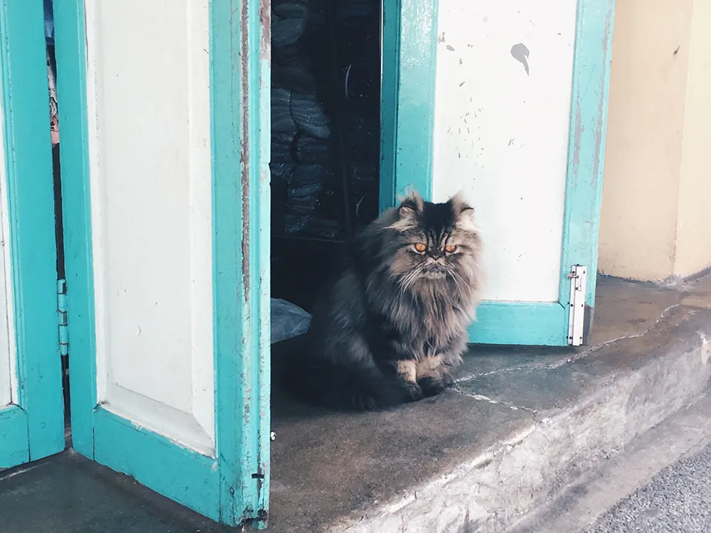 Getting to know the Persian cat