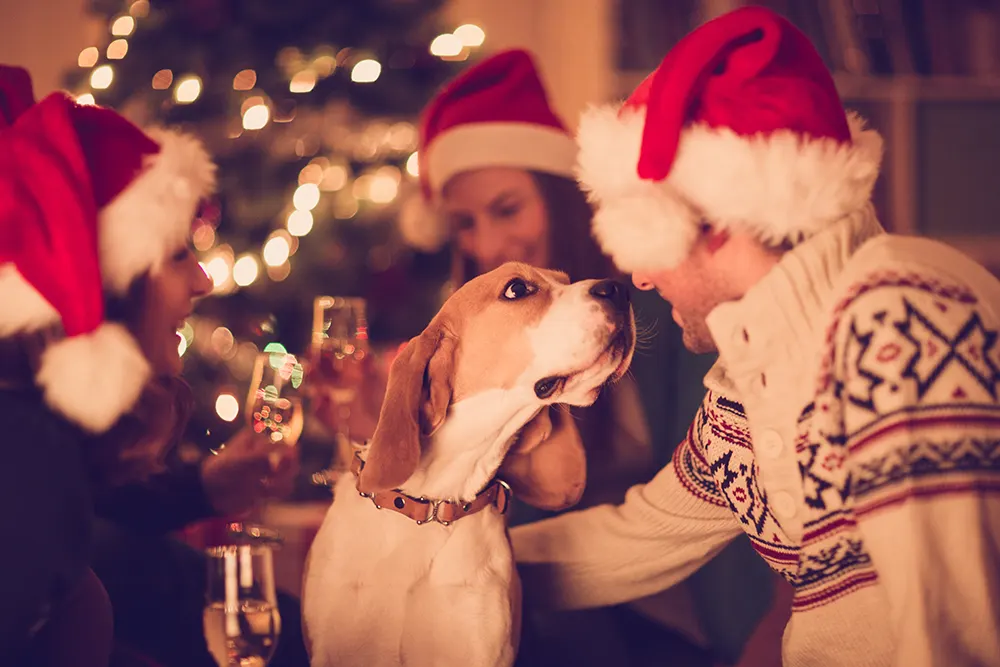 Holiday beverages toxic to pets