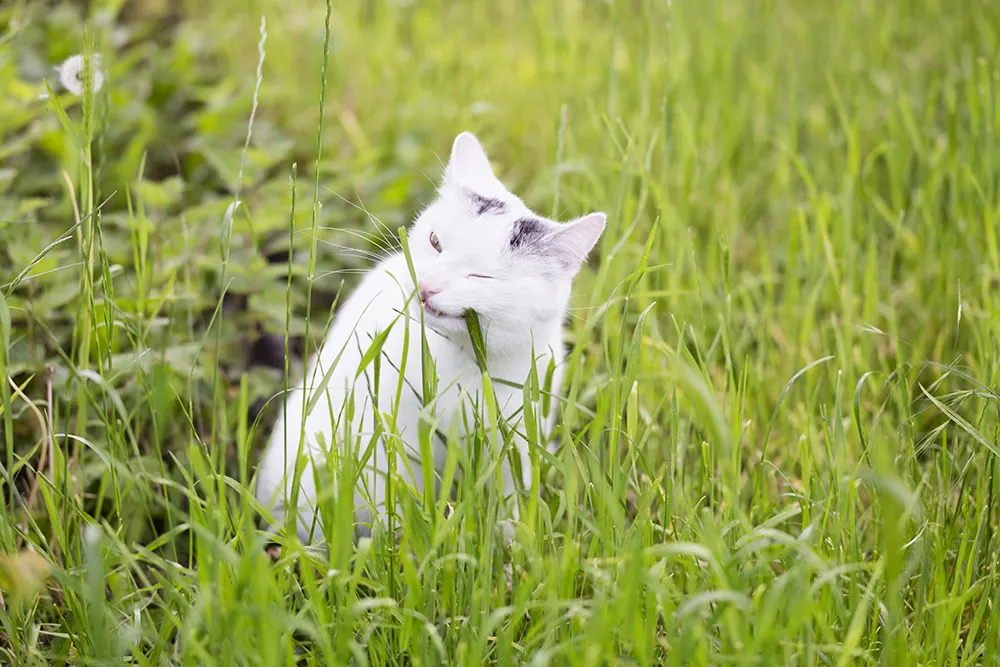 Can cats eat grass outside?