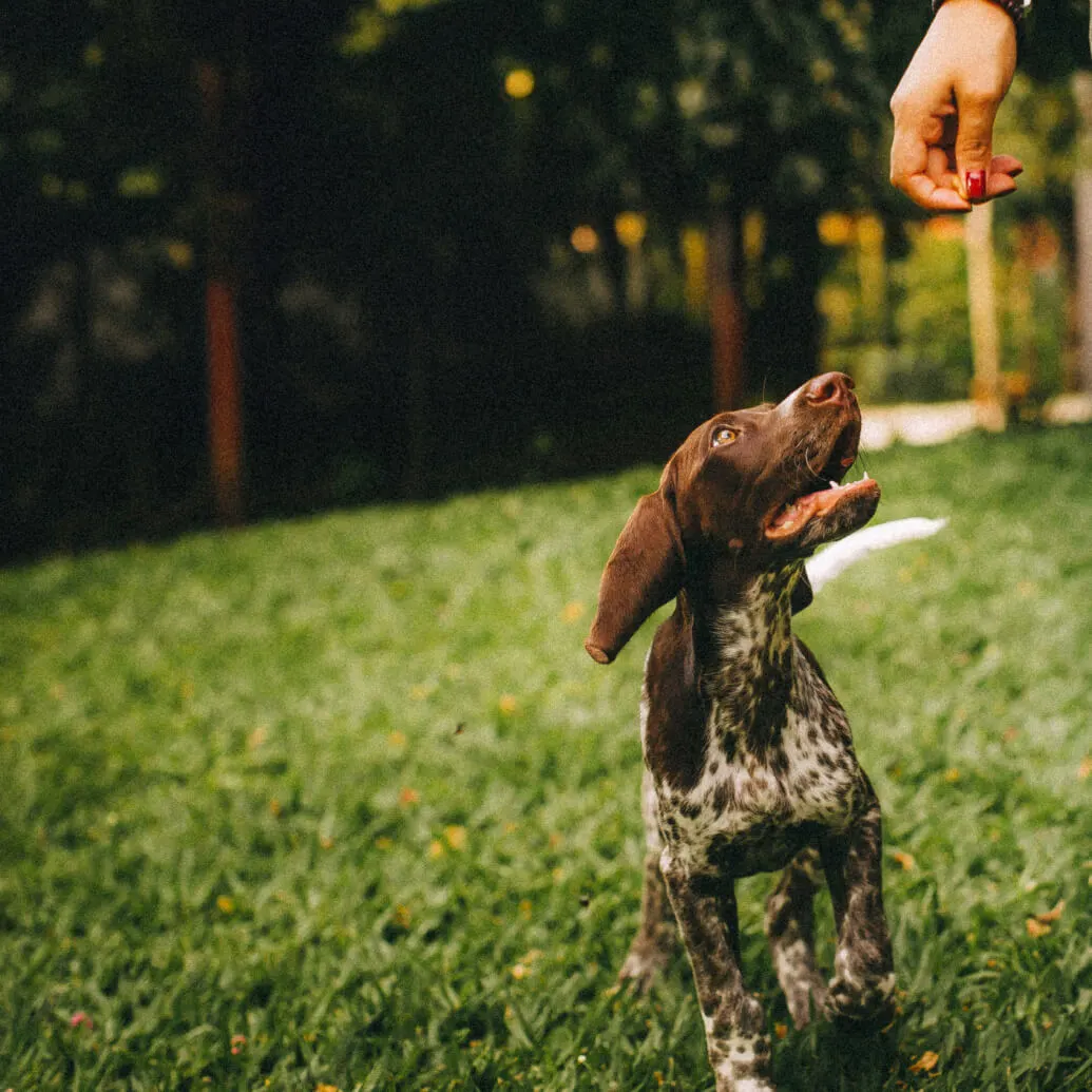 good-dog-breeder-hero-sm