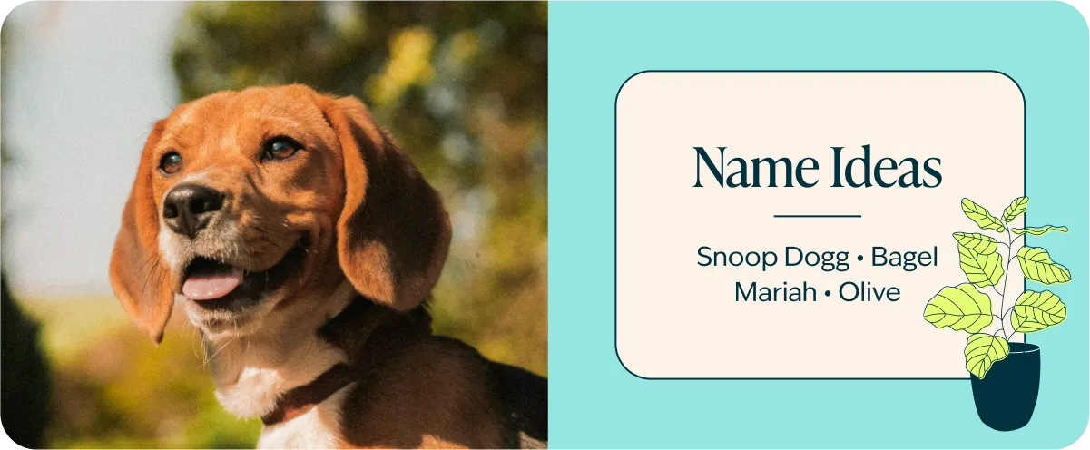 beagle breed name ideas