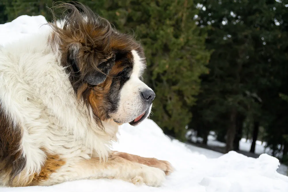 Saint Bernard standing in snow