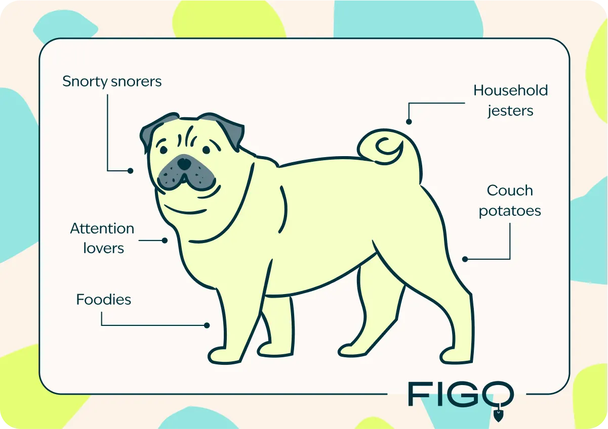 pug breed traits