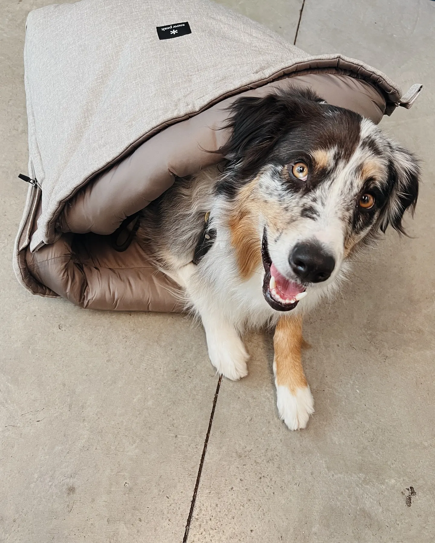 dog sits in pet sleeping bag