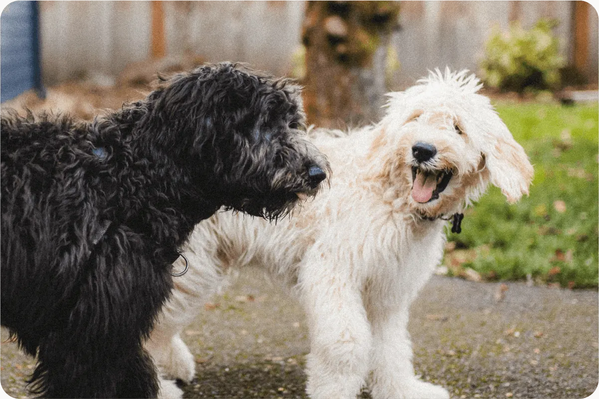 Two doodle dogs black and white playing outside