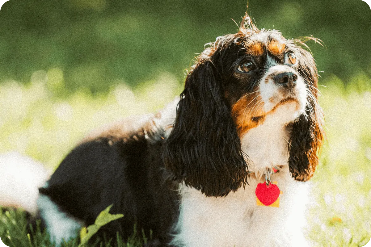 Cavalier King Charles Spaniel sitting outside