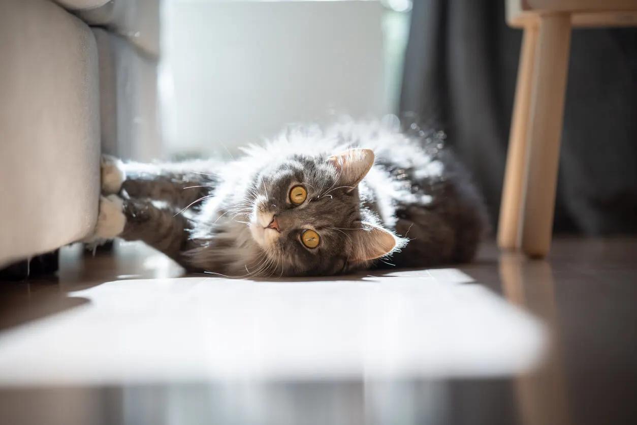 cat scratching couch