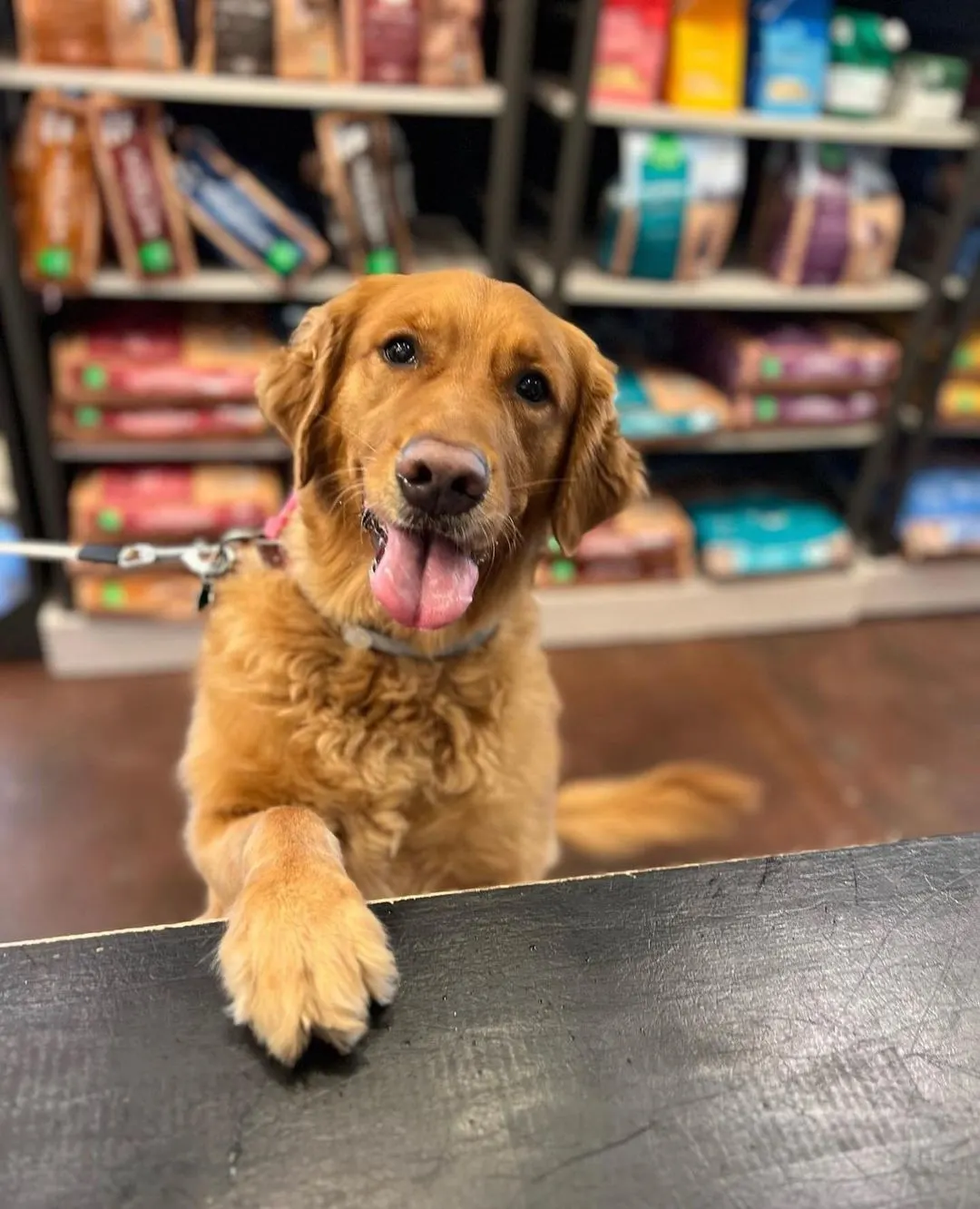 Golden retriever with paw on desk at pet store