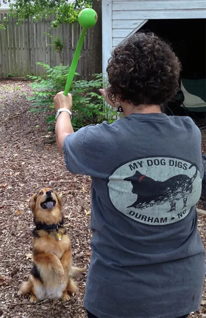 Yay Dog's, Clare Reece Glor, training a pup