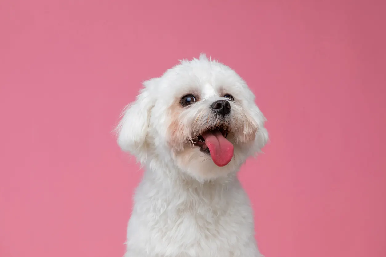 dog with pink background