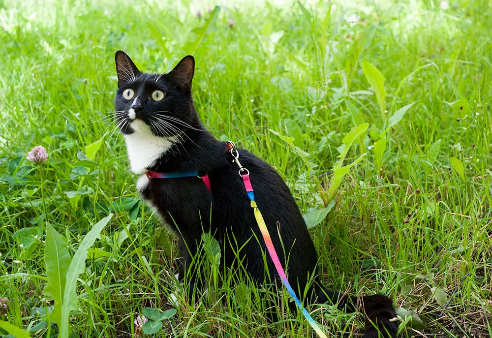 Can I teach my cat to walk on a leash?