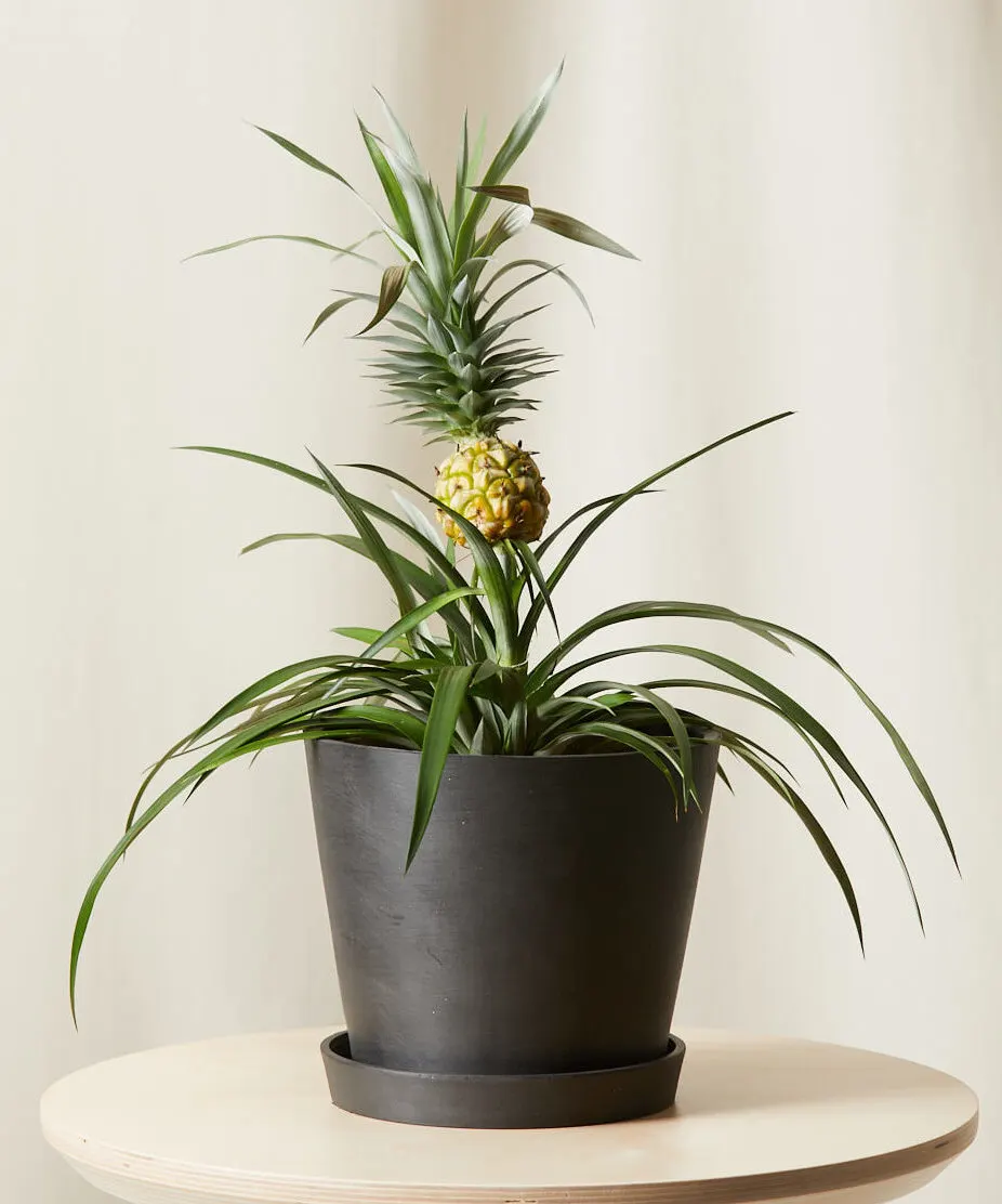 Bromeliad Pineapple in a pot