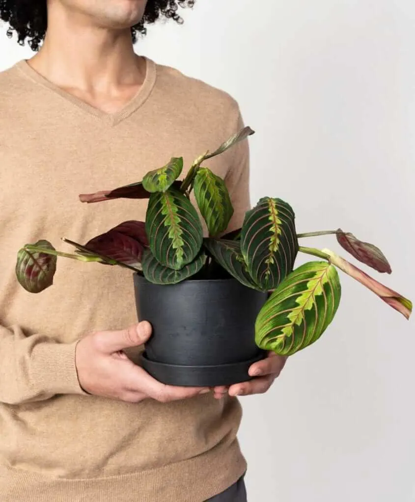 Man holding potted Red Prayer Plant