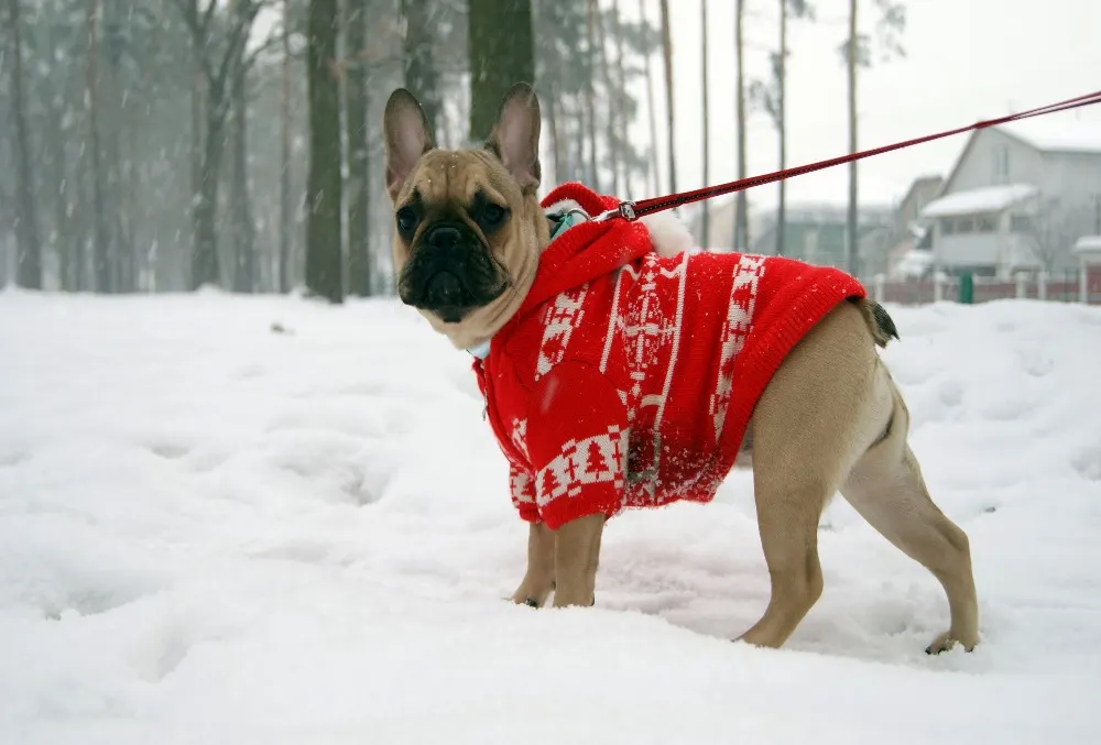 Genius Hacks for Dogs When It’s Snowing