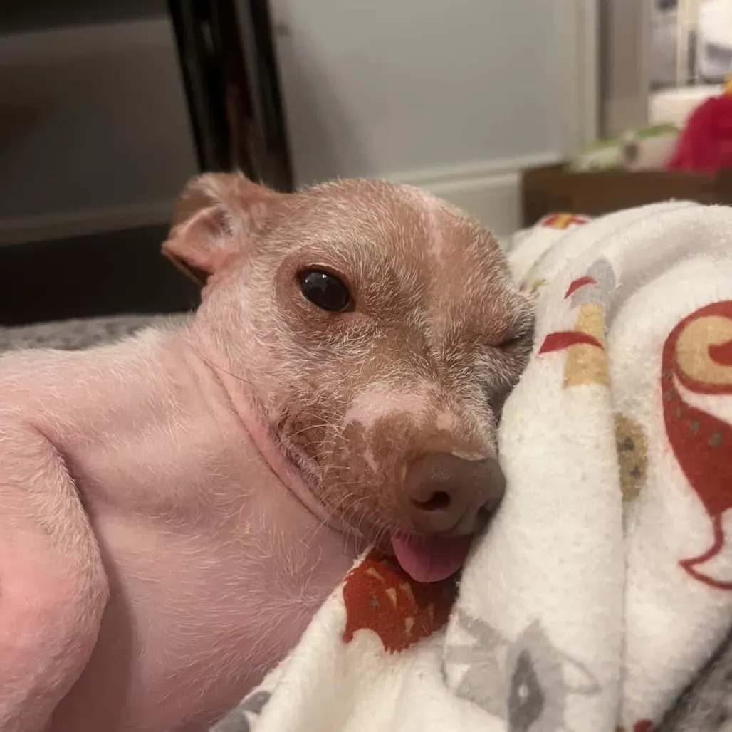 small dog laying on blanket with tongue out