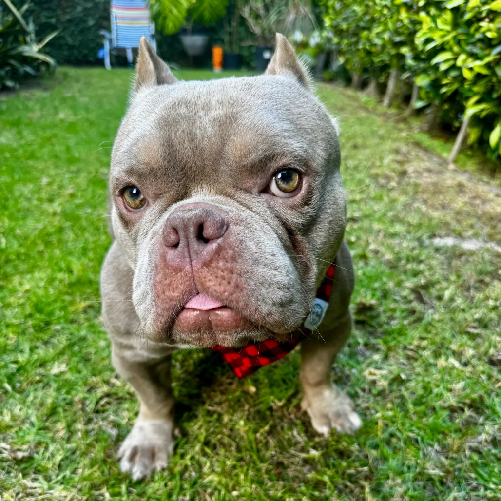 dog with smooshed face looks at camera in yard