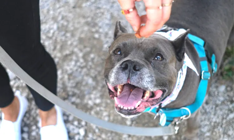 Life with a Reactive Dog: Tips & Tricks to Manage