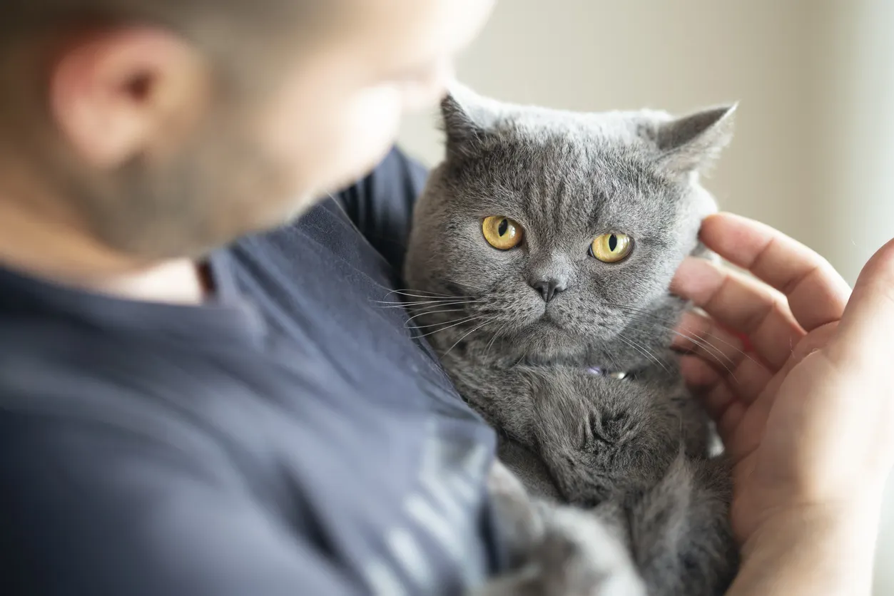 british shorthair cat sitting in dad's arms