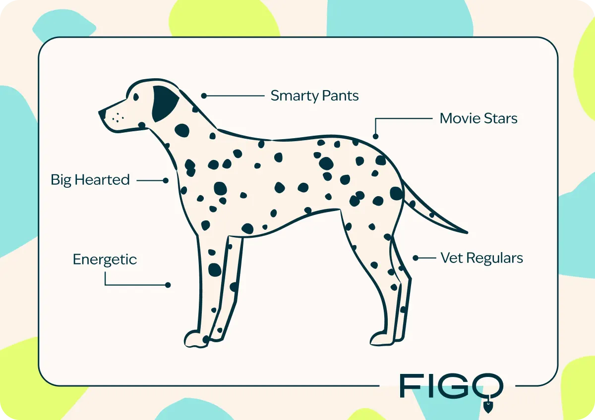 Dalmatian breed traits illustration