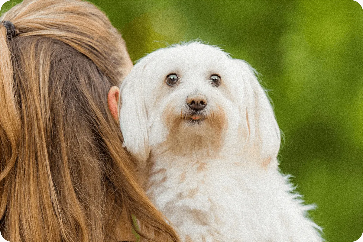 Havanese dog in woman's arms