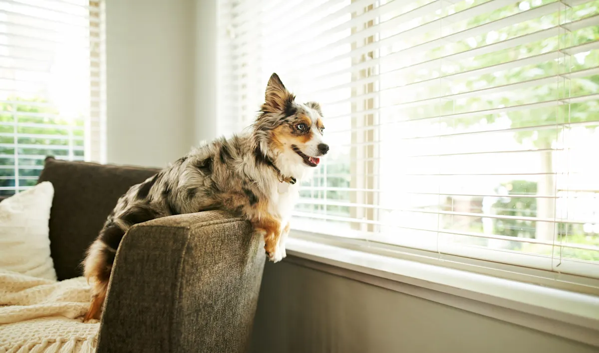 Tips for Leaving Your Dog Home Alone