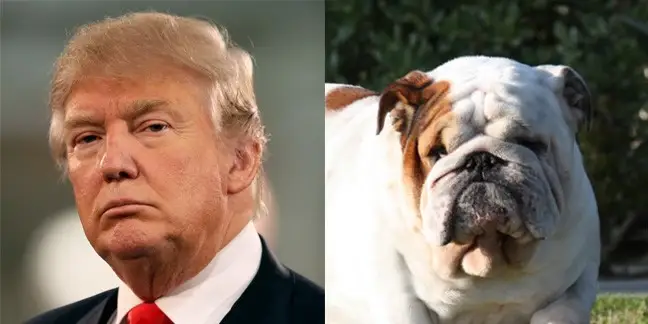 Donald Trump/English Bulldog