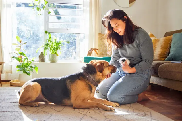 Minimize the Cost of Pet Parenthood with These Helpful Tips