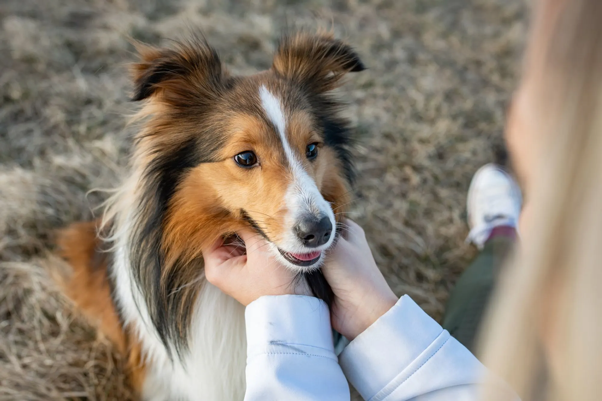 Shetland Sheepdog A woman giving her sheltie some neck scratches