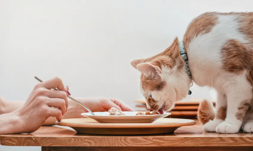 cat eating off plate