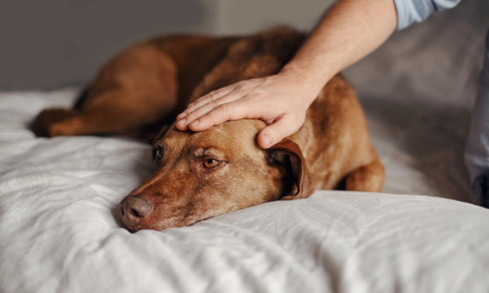 Figo: How to Comfort a Friend Who Has Lost a Pet