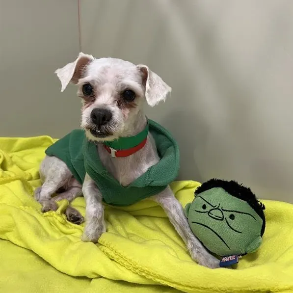 small dog in coat sits in bed