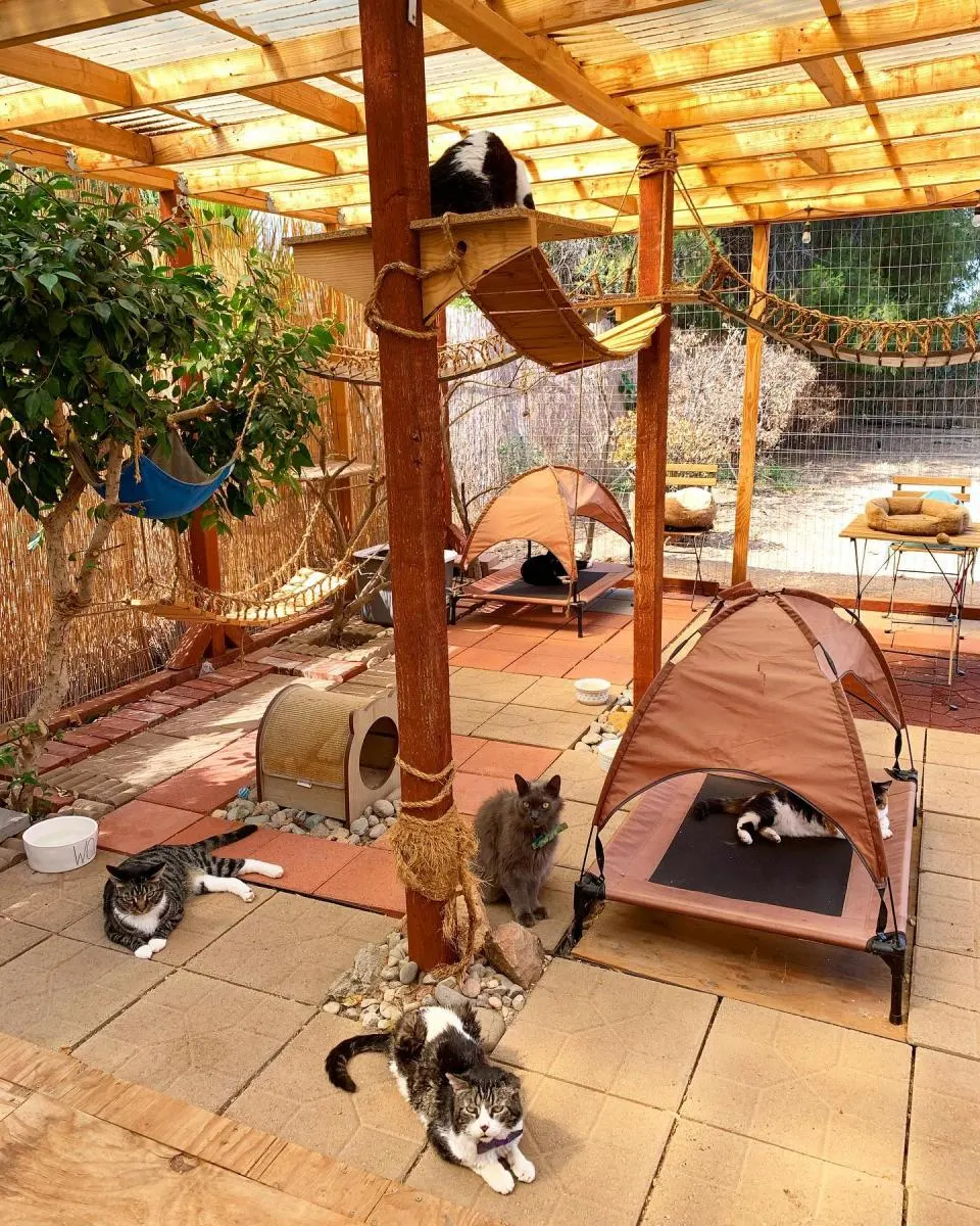 outdoor cat space