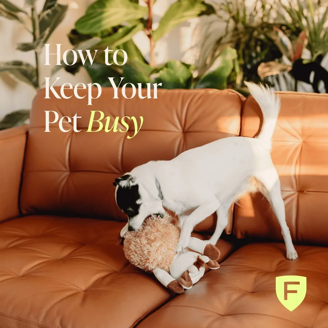 Keep your pet busy ig post