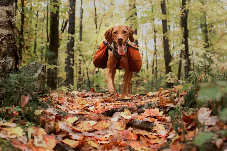 dog running through autumn woods with owner behind on bike