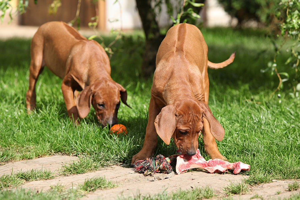 can dogs eat raw pigs ears