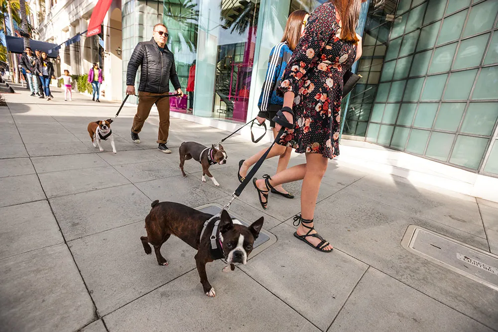 Roam: Star watch with your pup in Los Angeles