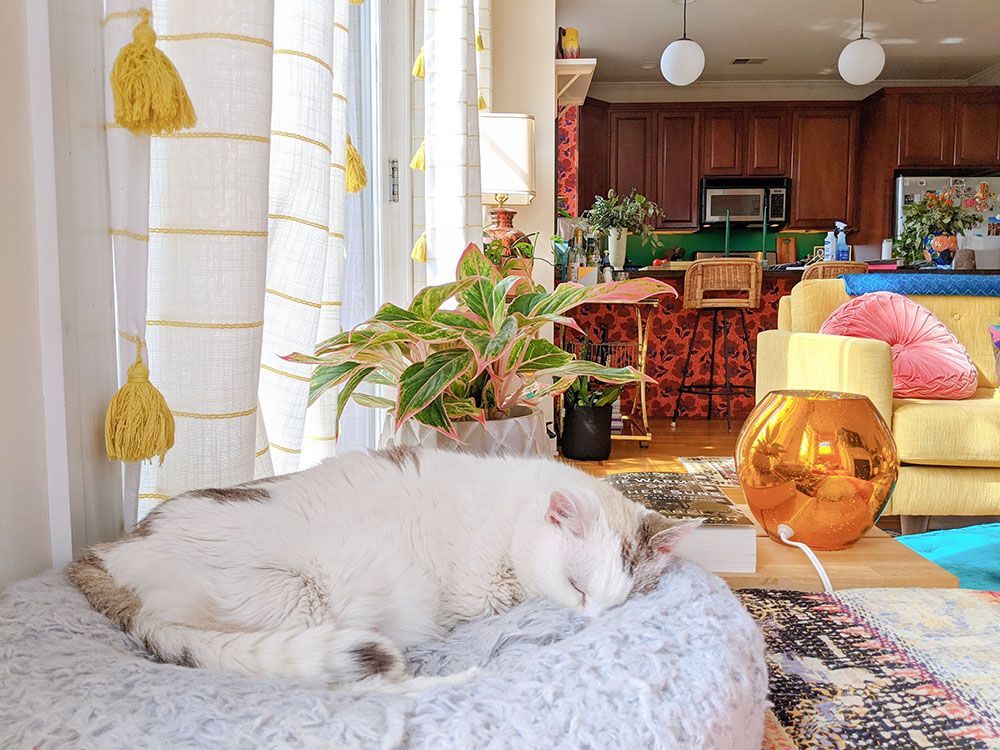 Boutique Owner Brings Color (and Cats) to Her Eclectic, Maximalist Apartment