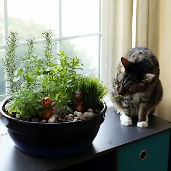 indoor cat herb garden