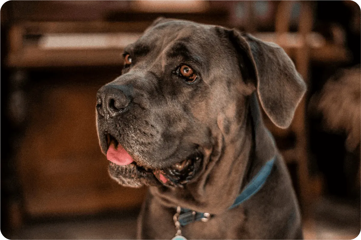 figo-breed-guide-Cane Corso-photo-2