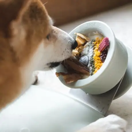 dog licking treat from frozen treat holder