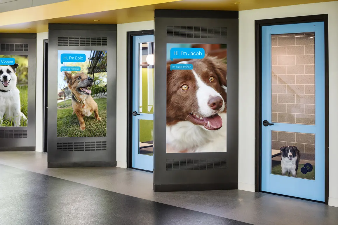 high-tech dog suites at animal shelter
