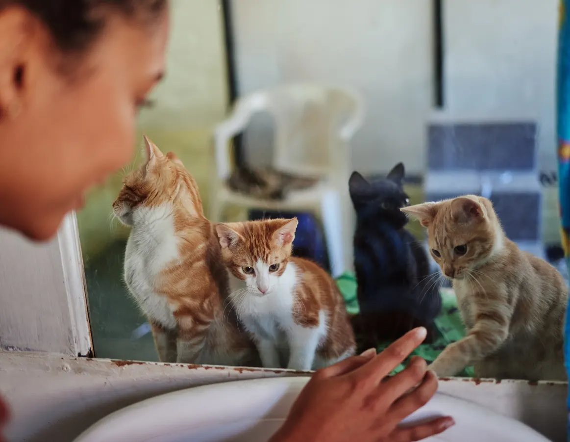 Woman looking at kittens behind window at shelter