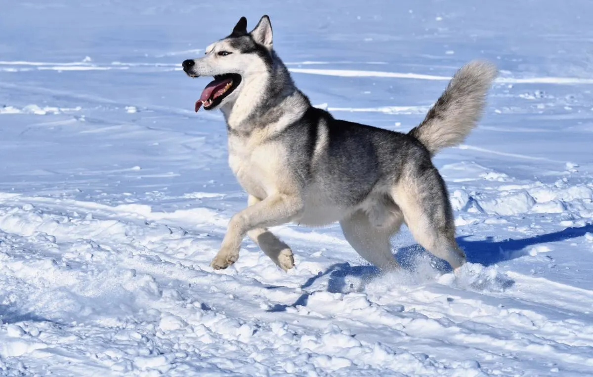 husky playing in snow