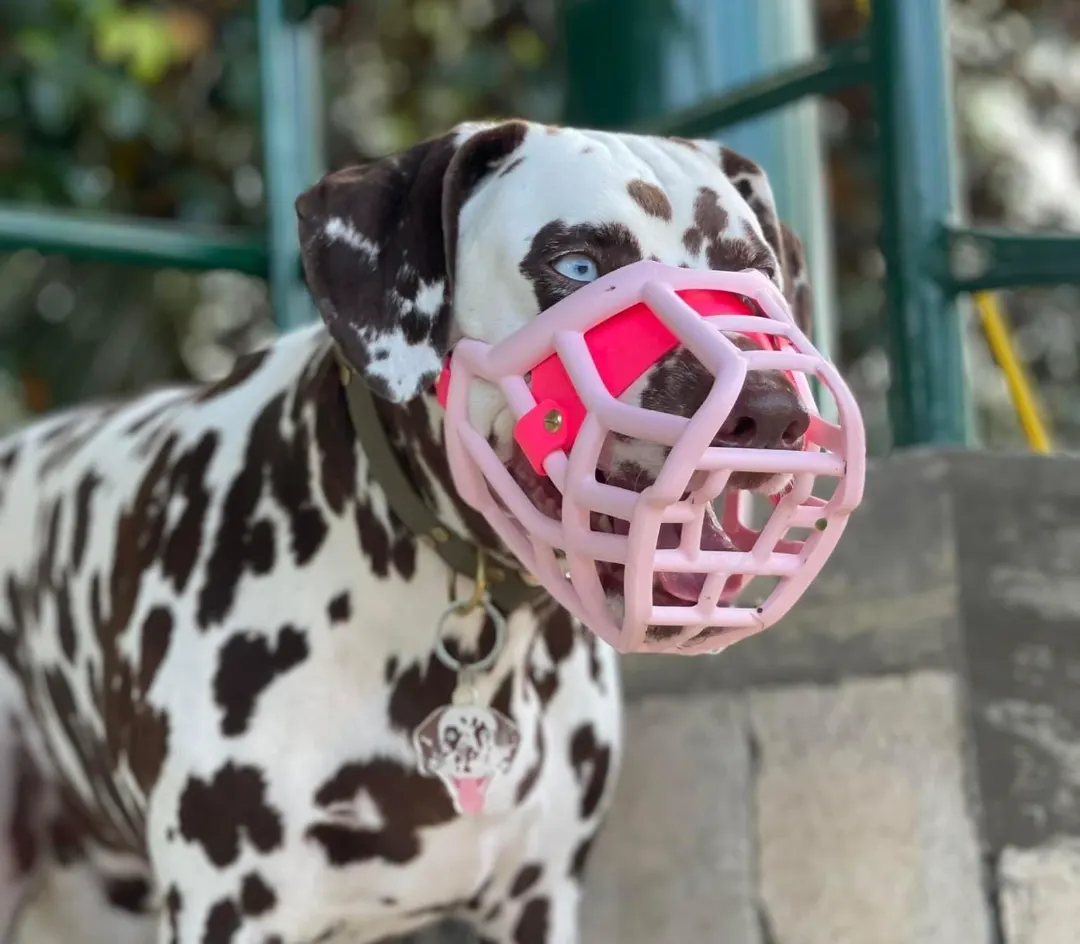 dalmatian in a pink muzzle