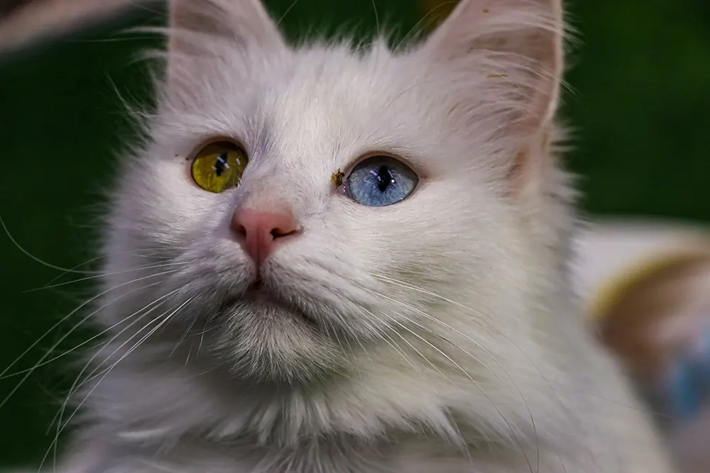 Getting to know the Turkish Angora