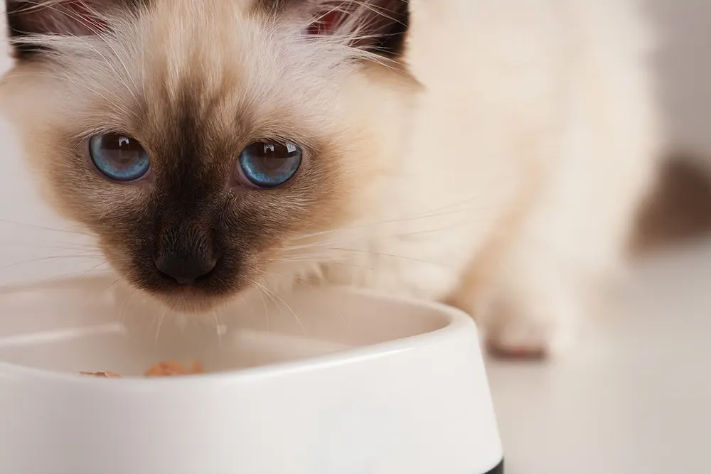 too-much-tuna-bad-for-cats