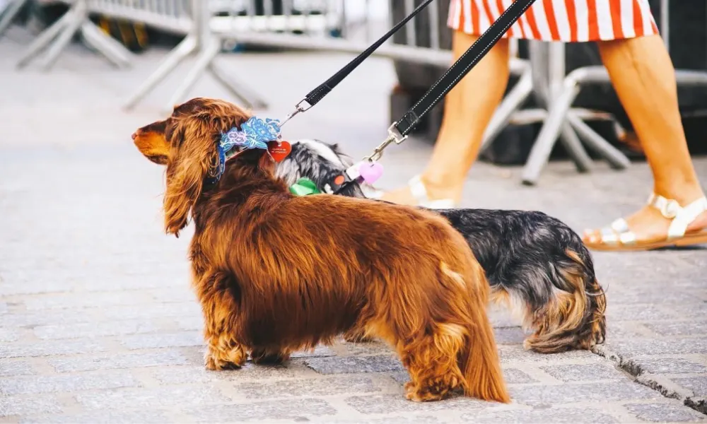 Pet-Friendly New Orleans: Where to Eat and Stay for Mardi Gras 2022